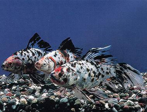 五花长尾草金鱼的外形特点