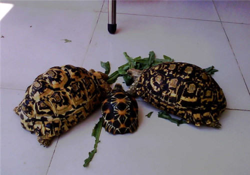 豹龟吃什么主食比较好？