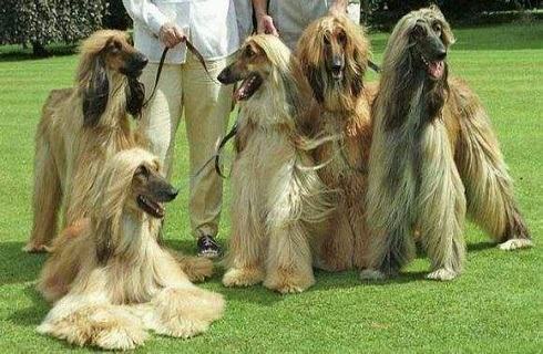 阿富汗猎犬好养吗？要怎么养？