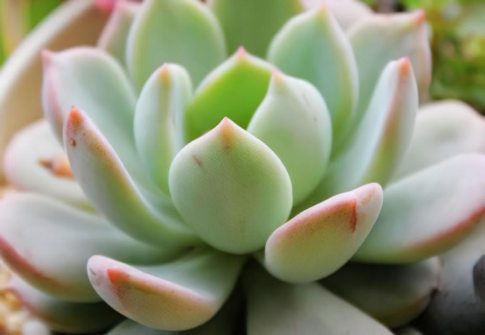 格林 x Graptoveria ‘A Grim One’