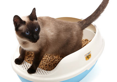 过节外出如何安置猫咪 过节外出如何安置猫咪