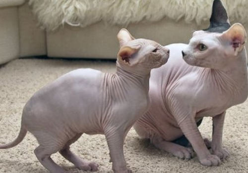 如何治疗猫中耳炎