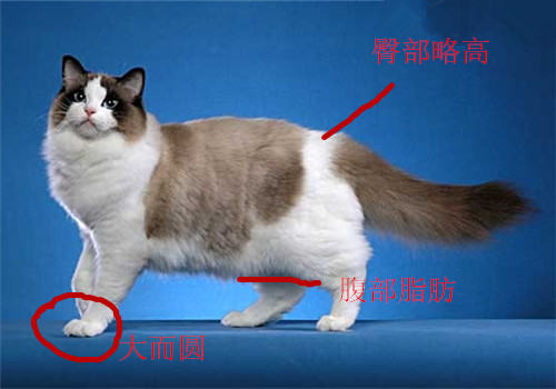 布偶猫品相问题：布偶猫为何这么贵？
