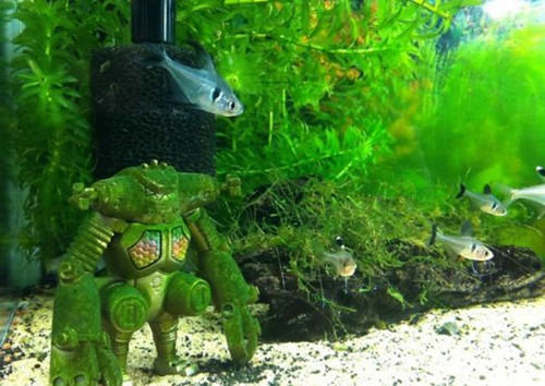 水族箱中二氧化碳的脱钙作用