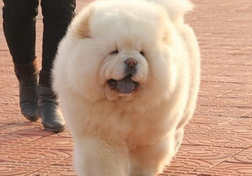 如何安排松狮犬每日锻炼