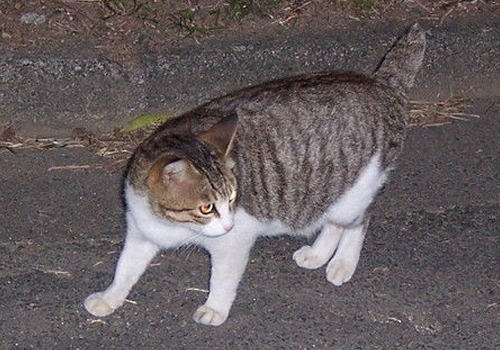 如何处理猫咪牙结石