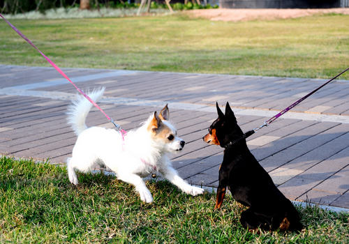 如何防止两狗相遇时打架
