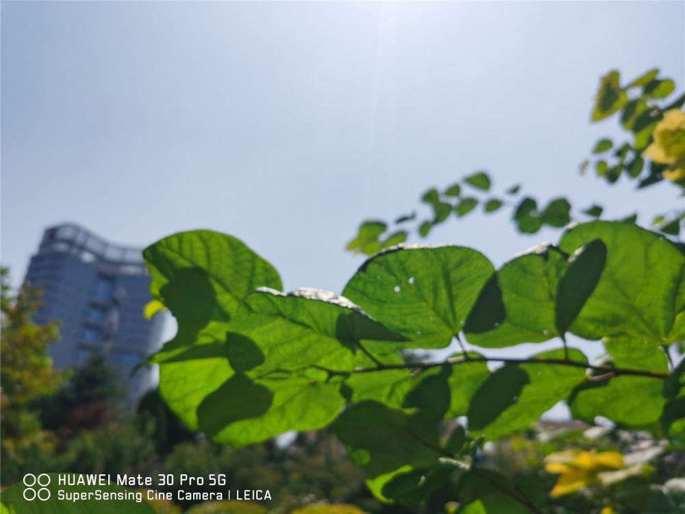 紫荆花秋季开花是怎么样的，多久施一次肥