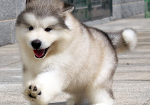 什么是犬领袖症候群 什么是犬领袖症候群