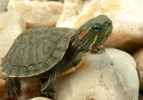 饲养巴西龟的注意事项