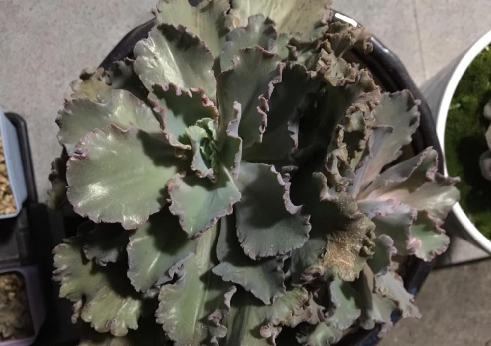 一颗花菜的励志蜕变，这样励志的包菜你是否会爱上她呢？