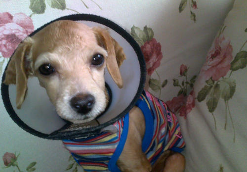 狗狗眼部外伤的处理方法