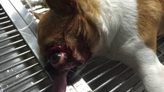 一例外伤引起的眼球脱出