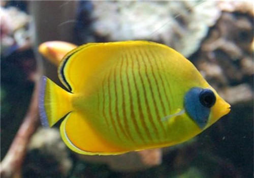 带你认识水族箱中的珊瑚砂