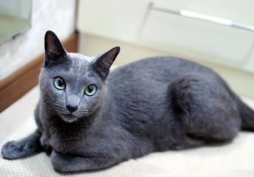 俄罗斯蓝猫
