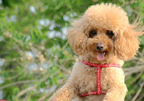 狗狗得了中耳炎怎么办 狗狗得了中耳炎怎么办