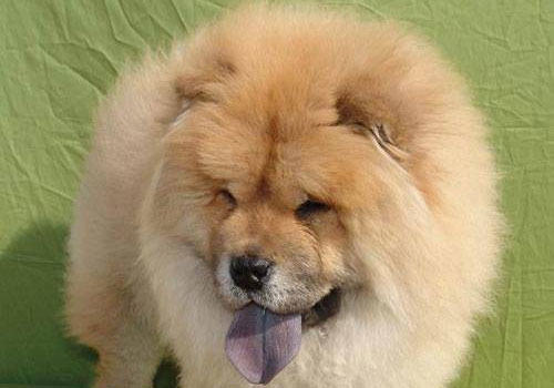 松狮犬怎么进行毛发梳理?