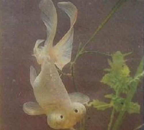 银朝天龙的外形特点