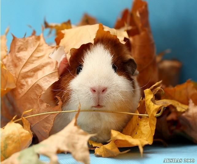 如何能领养一只健康的荷兰猪