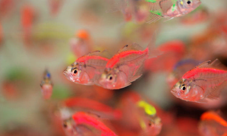 观赏鱼白皮病介绍