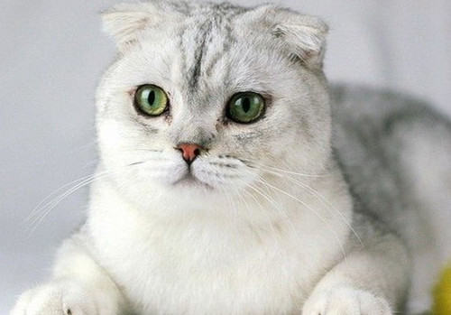 苏格兰折耳猫形态特征