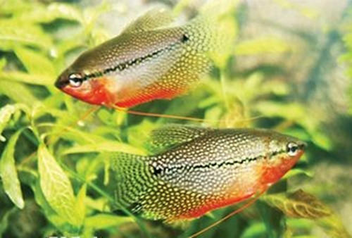 珍珠马甲的外形特点