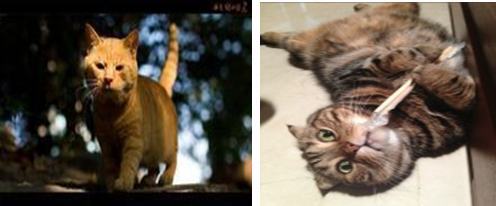 猫头抬头障碍症的症状及治疗方法