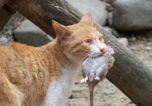 论老鼠对猫的危害