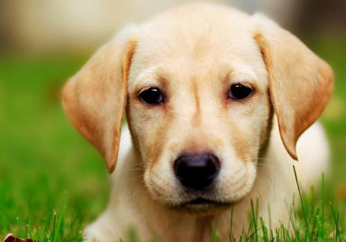 如何治疗犬肥大性骨营养不良
