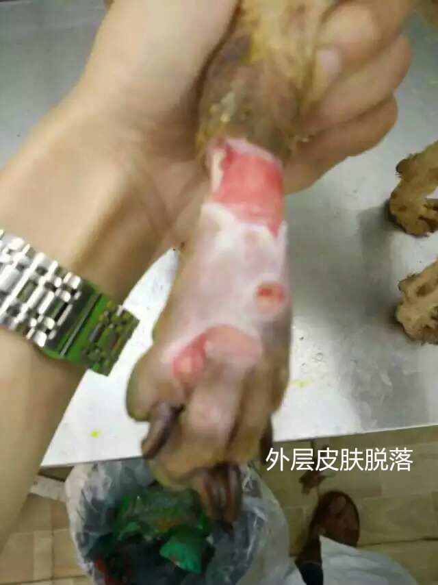 犬几种病例的伤口处理