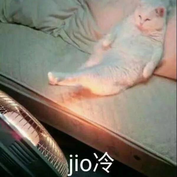 冬天猫咪怎么养？猫咪烤糊了怎么办？