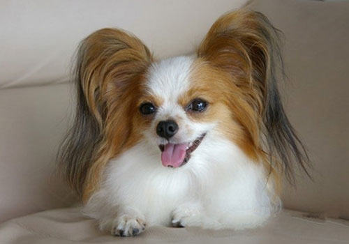 蝴蝶犬幼犬该怎么养？