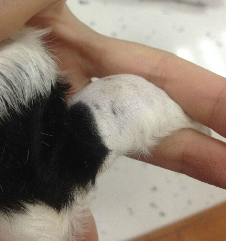 一例新生幼犬全身性脓肿的处理 一例新生幼犬全身性脓肿的处理