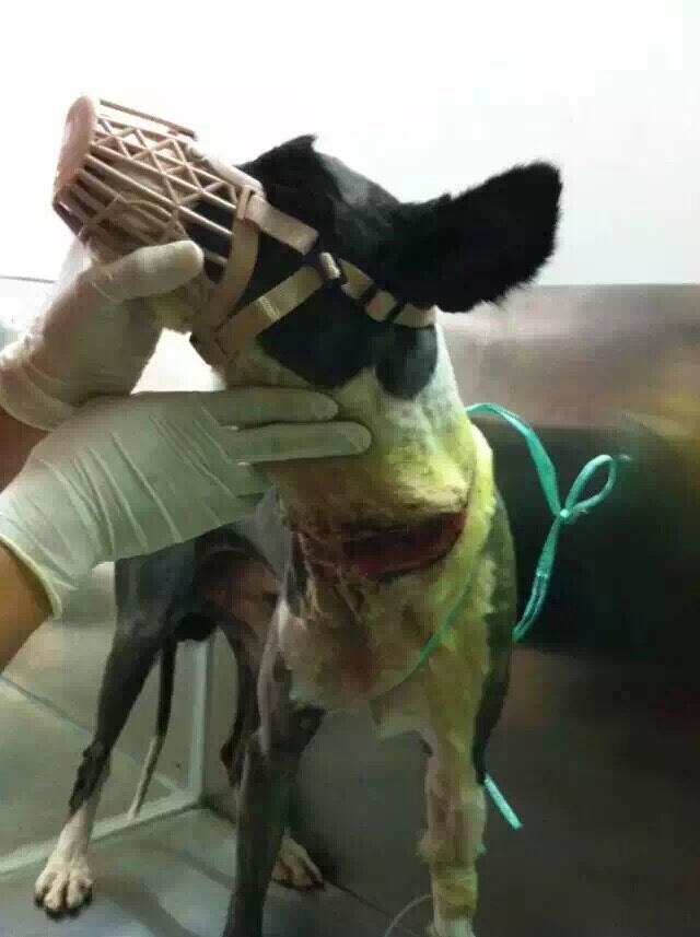 一例边境牧羊犬的伤口处理与护理