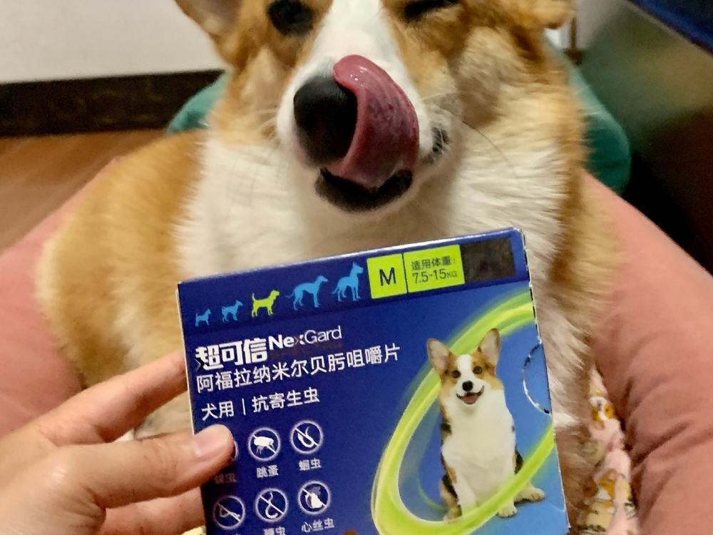 狗狗驱虫多久一次才合适?养狗新手必看 狗狗驱虫多久一次才合适?养狗新手必看