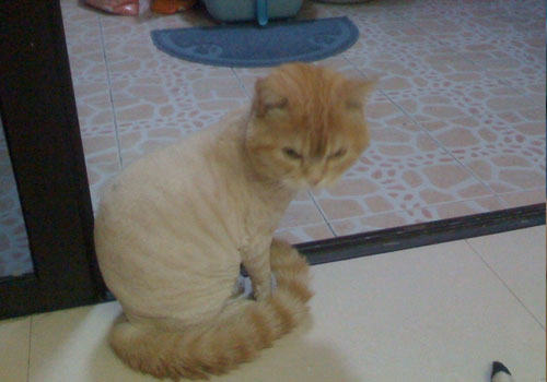 秋季猫咪掉毛严重怎么办? 秋季猫咪掉毛严重怎么办?