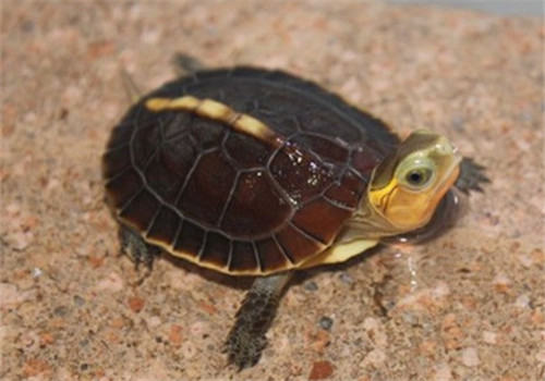 黄缘拒食的解决方法