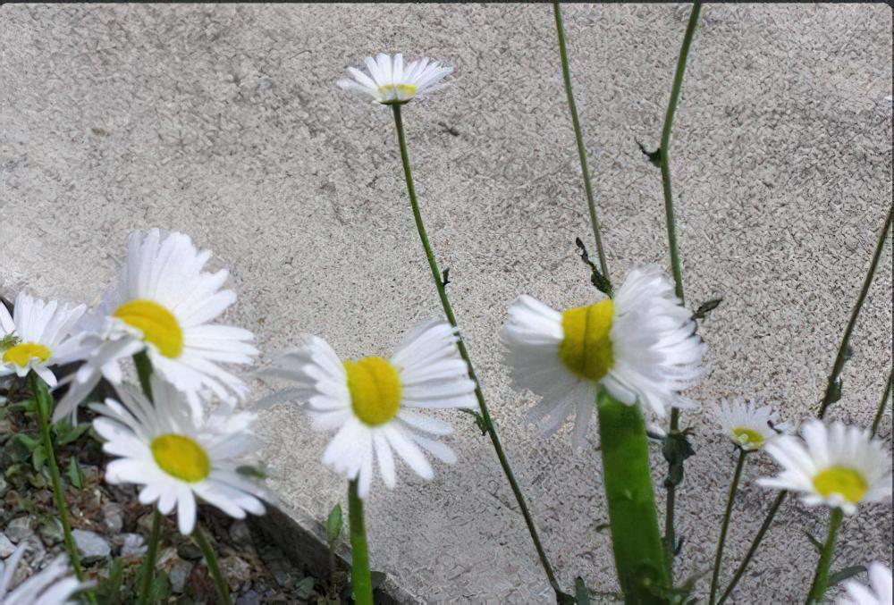 畸形双头雏菊或与福岛福射无关，植物缀化属大自然常见现象