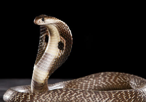 养蛇失败的原因有哪些 养蛇失败的原因有哪些