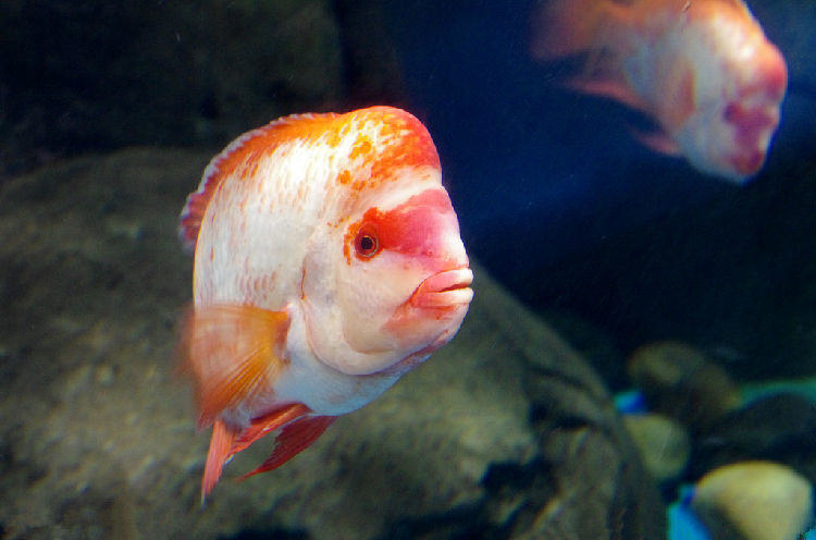 饲养罗汉鱼的环境建议