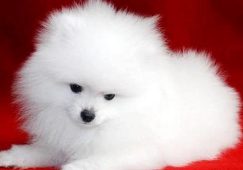 养犬的常识性错误有哪些