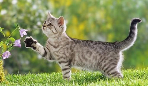 母猫怀孕期间需要注意哪些问题