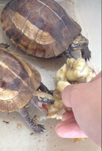 两例黄额闭壳龟调理开食报告