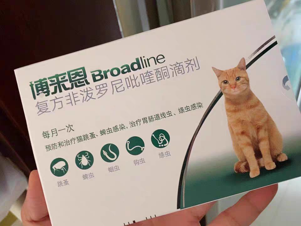 得猫耳螨怎么办？养猫新手快来抄作业！
