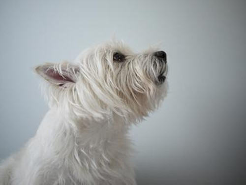 冬季为爱犬洗澡有窍门