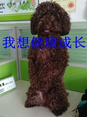 一例泰迪犬吃”多”了的恶果病例 一例泰迪犬吃”多”了的恶果病例