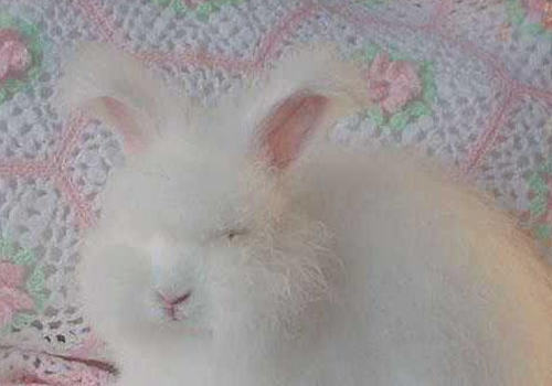 不要轻易招惹兔子