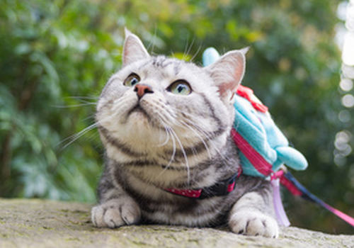 布偶猫需不需要溜