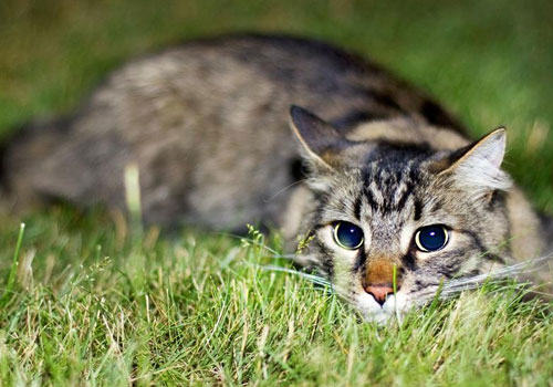 浅谈猫咪的昆虫过敏（一）