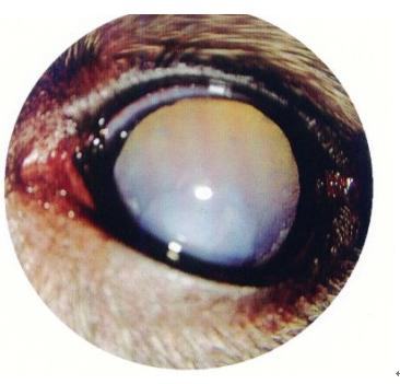 宠物白内障的病因和治疗方法